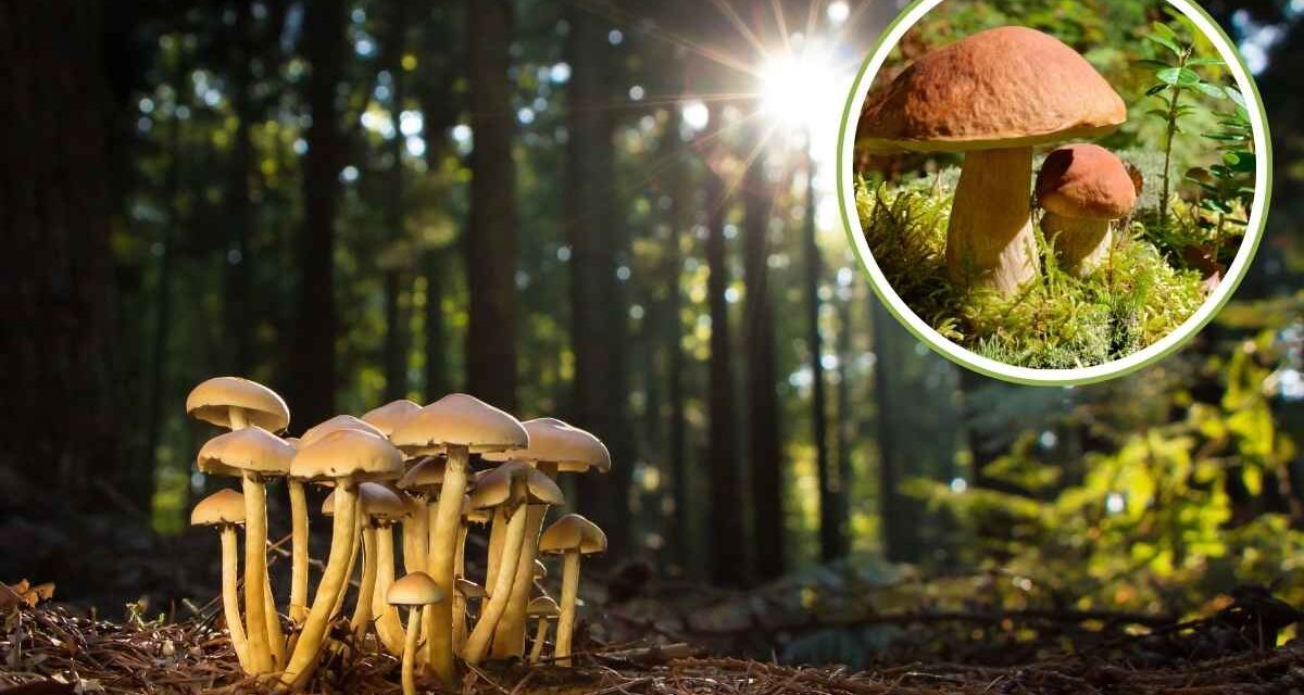 Guida Sicura alla Raccolta di Funghi: Consigli per Evitare Intossicazioni e Errori