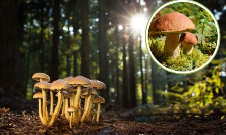 Guida Sicura alla Raccolta di Funghi: Consigli per Evitare Intossicazioni e Errori