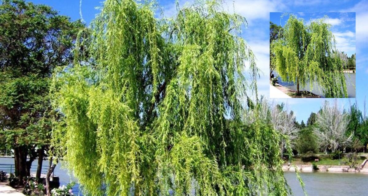 Ecco Come Piantare e Mantenere Sempre Verde un Albero di Salice: Guida Completa